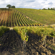 Azienda Agricola Il Ciliegio